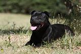 STAFFIE 378